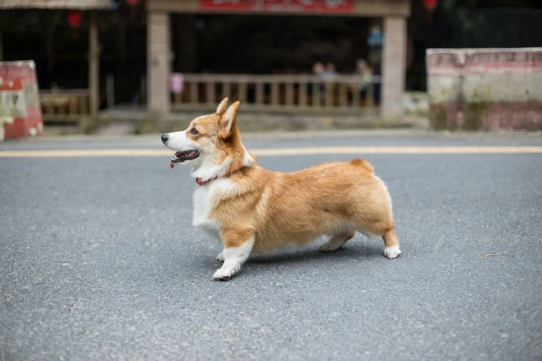 再见，我的老伴侣